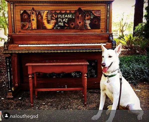 Photo of Columbia City Park at 4407, North Winchell Street, Portsmouth, Portland, Multnomah County, Oregon, 97203, United States. Yes- dogs love pianos too! - I knew when I saw…