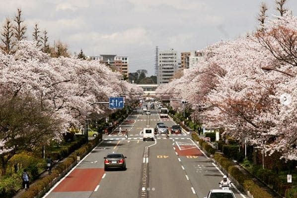 Photo of 大学通り 国立市東4丁目陸橋 at 大学通り, 北一丁目, Kunitachi, Tokyo, 186-0002, Japan