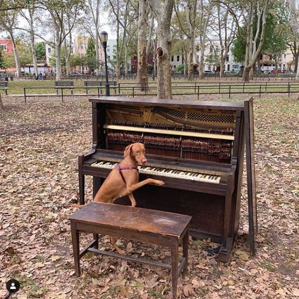 Photo of McGolrick Park at McGlorick Park Shelter Pavilion, Monitor Street, Greenpoint, Brooklyn, Kings County, New York, 11222, United States