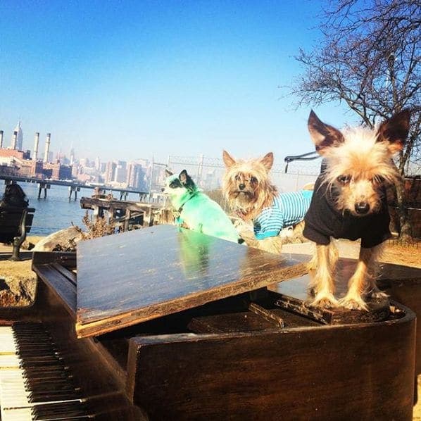 Photo of Grand Ferry Park at Roberta's Domino Park, 6, Grand Street, Brooklyn, Kings County, New York, 11249, United States