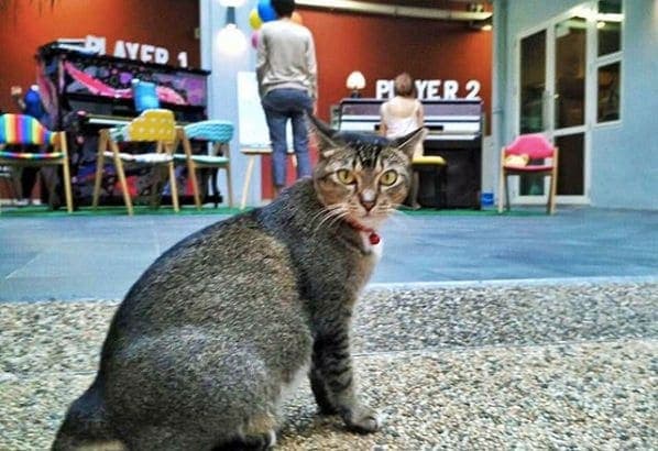 Photo of Aliwal Arts Centre at Aliwal Arts Centre, 30;28, Aliwal Street, Rochor, Central, 198985, Singapore. The aliwal cat demands that you come down to pat her. Never mind the…