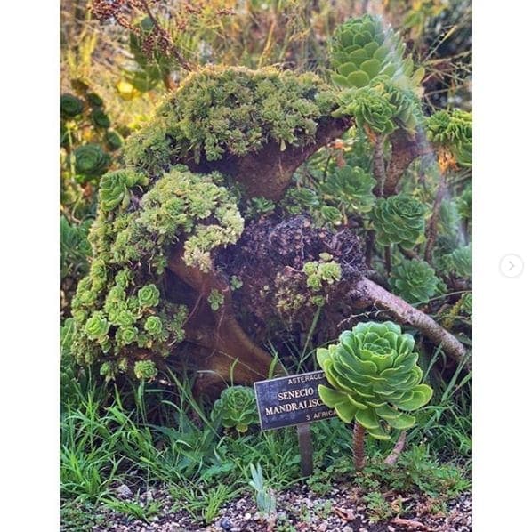 Photo of San Francisco Botanical Garden at San Francisco Botanical Garden, 1199, 9th Avenue, Inner Sunset, San Francisco, California, 94122, United States