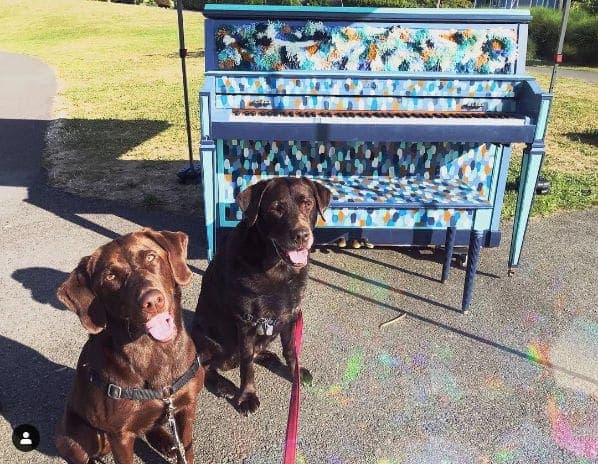 Photo of Ella Bailey Park at Ella Bailey Overlook, West McGraw Street, Magnolia Village, Seattle, King County, Washington, 98199, United States. Roxie and Gracie are very into…