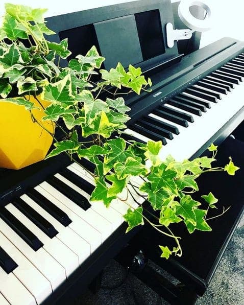 Photo of Music Tree at Organic, Hamilton Park, Highbury, London Borough of Islington, London, Greater London, England, N5 2AA, United Kingdom
