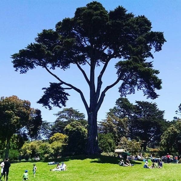 Photo of San Francisco Botanical Garden at San Francisco Botanical Garden, 1199, 9th Avenue, Inner Sunset, San Francisco, California, 94122, United States