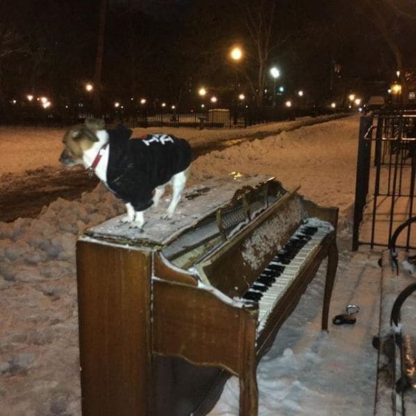 Photo of East Village, Manhattan at Tompkins Square Dog Run, East 9th Street, East Village, Manhattan, New York County, New York, 10009, United States