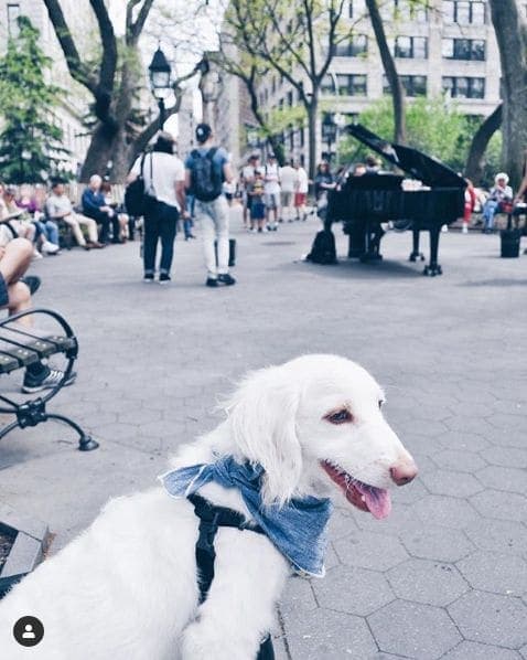 Photo of Washington Square Park at Washington Square Fountain, Washington Square South, Washington Square Village, Manhattan Community Board 2, Manhattan, New York County, New…