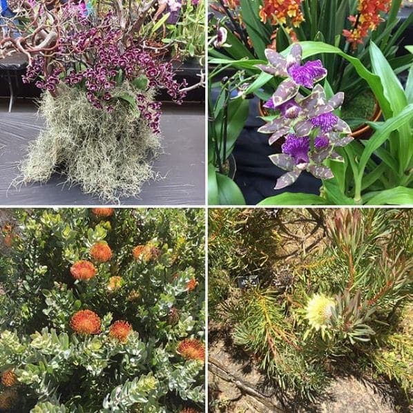 Photo of San Francisco Botanical Garden at San Francisco Botanical Garden, 1199, 9th Avenue, Inner Sunset, San Francisco, California, 94122, United States