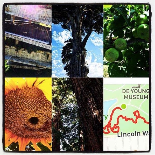 Photo of San Francisco Botanical Garden at San Francisco Botanical Garden, 1199, 9th Avenue, Inner Sunset, San Francisco, California, 94122, United States