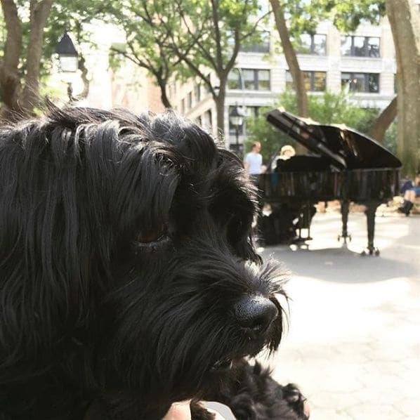 Photo of Washington Square Park at Washington Square Fountain, Washington Square South, Washington Square Village, Manhattan Community Board 2, Manhattan, New York County, New…