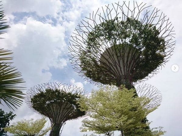 Photo of Gardens by the Bay Singapore at Supertree Grove, OCBC Skyway, Marina South, Central, 18953, Singapore