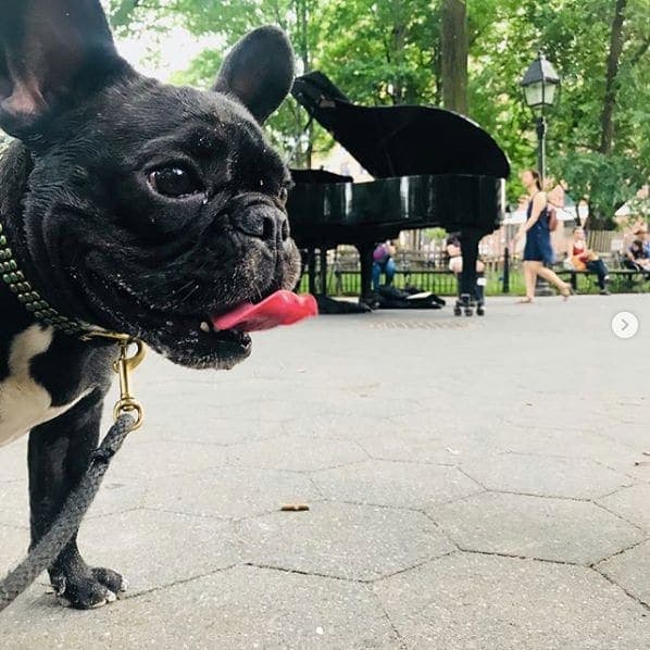 Photo of Washington Square Park at Washington Square Fountain, Washington Square South, Washington Square Village, Manhattan Community Board 2, Manhattan, New York County, New…