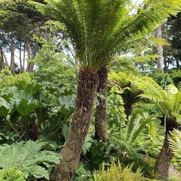 Photo of San Francisco Botanical Garden at San Francisco Botanical Garden, 1199, 9th Avenue, Inner Sunset, San Francisco, California, 94122, United States