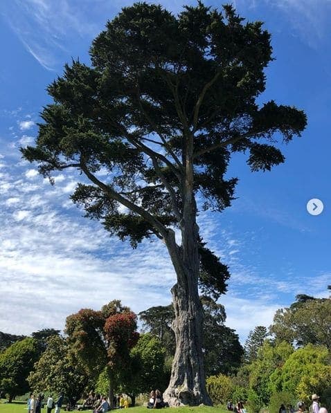 Photo of Golden Gate Park at 45, Hagiwara Tea Garden Drive, San Francisco, California, 94118, United States