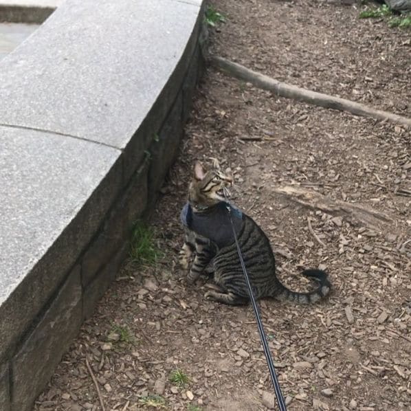 Photo of Carl Schurz Park Conservancy at East 87th Street, Yorkville, Manhattan, New York County, New York, 10128, United States