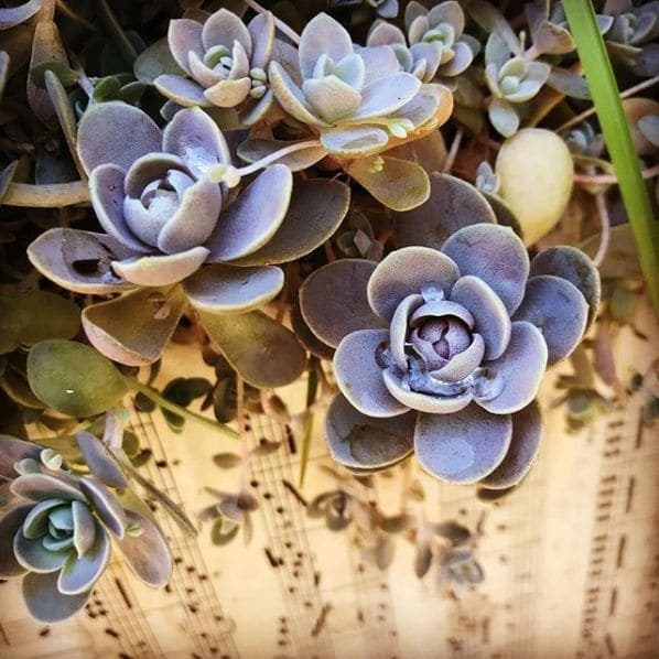 Photo of San Francisco Botanical Garden at San Francisco Botanical Garden, 1199, 9th Avenue, Inner Sunset, San Francisco, California, 94122, United States