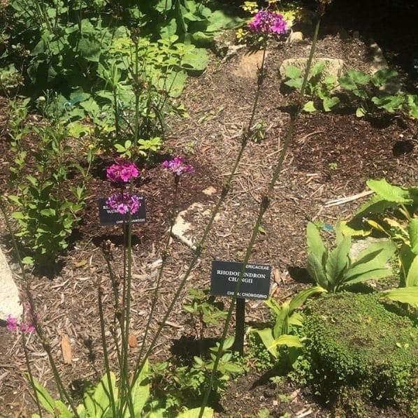Photo of San Francisco Botanical Garden at San Francisco Botanical Garden, 1199, 9th Avenue, Inner Sunset, San Francisco, California, 94122, United States
