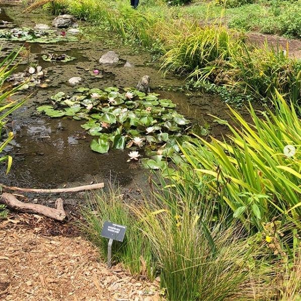 Photo of San Francisco Botanical Garden at San Francisco Botanical Garden, 1199, 9th Avenue, Inner Sunset, San Francisco, California, 94122, United States
