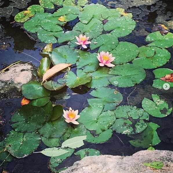 Photo of San Francisco Botanical Garden at San Francisco Botanical Garden, 1199, 9th Avenue, Inner Sunset, San Francisco, California, 94122, United States