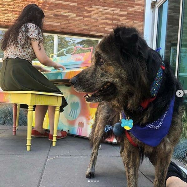 Photo of Portland, Oregon at Animals in Pools, Southwest Yamhill Street, Downtown, Portland, Multnomah County, Oregon, 97204, United States