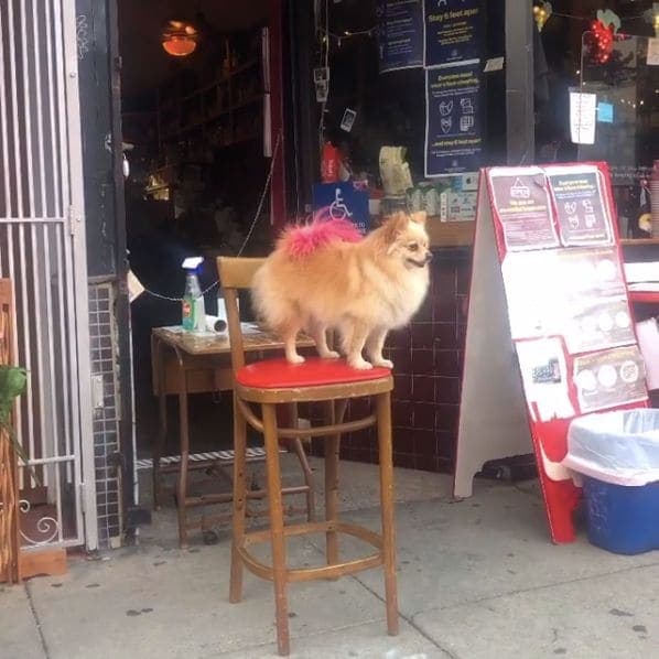 Photo of The Royal Cuckoo Market and Horsies Saloon at 3368;3370, 19th Street, Mission District, San Francisco, California, 94110, United States
