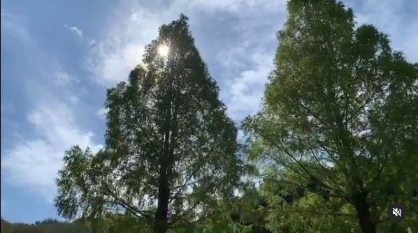 Photo of 四万十緑林公園 at Kagetsugaoka, Shimanto, Takaoka County, Kochi Prefecture, 786-0005, Japan