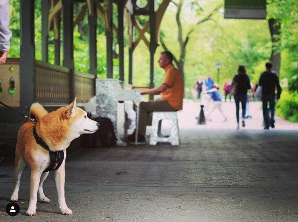 Photo of Central Park at Great Lawn Ball Field 5, Bridle Path, Manhattan, New York County, New York, 10024, United States. .\nEven this beautiful Dog was enjoying the playing of…
