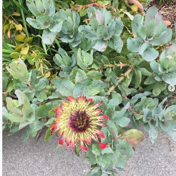 Photo of San Francisco Botanical Garden at San Francisco Botanical Garden, 1199, 9th Avenue, Inner Sunset, San Francisco, California, 94122, United States