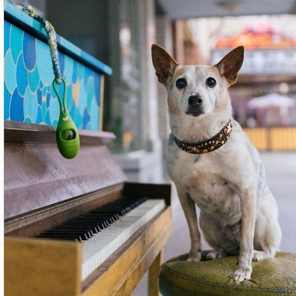 Photo of Petaluma, California at East Petaluma, Petaluma, Sonoma County, California, 94952, United States. Move over, Keyboard Cat. There's a new music sensation in town. Does…