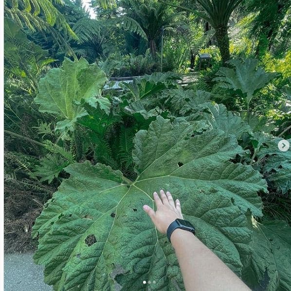 Photo of San Francisco Botanical Garden at San Francisco Botanical Garden, 1199, 9th Avenue, Inner Sunset, San Francisco, California, 94122, United States
