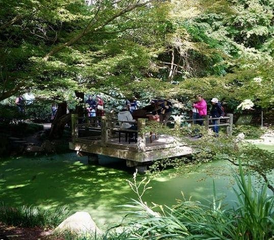 Photo of San Francisco Botanical Garden at San Francisco Botanical Garden, 1199, 9th Avenue, Inner Sunset, San Francisco, California, 94122, United States